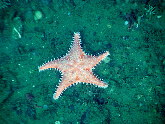  Hippasteria phrygiana (Spiny Red Sea Star)